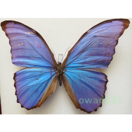 Morpho didius Hopffer, 1874 Peru 149mm23d